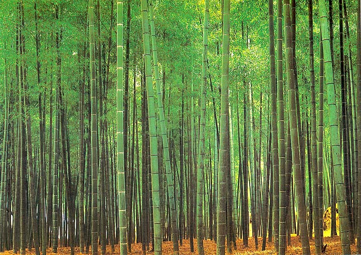 bamboo forest wallpaper. AK1811 Bamboo Forest Wall