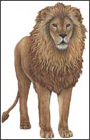 WTW420 Lion Wall Decal WTW420 Lion Wall Decal